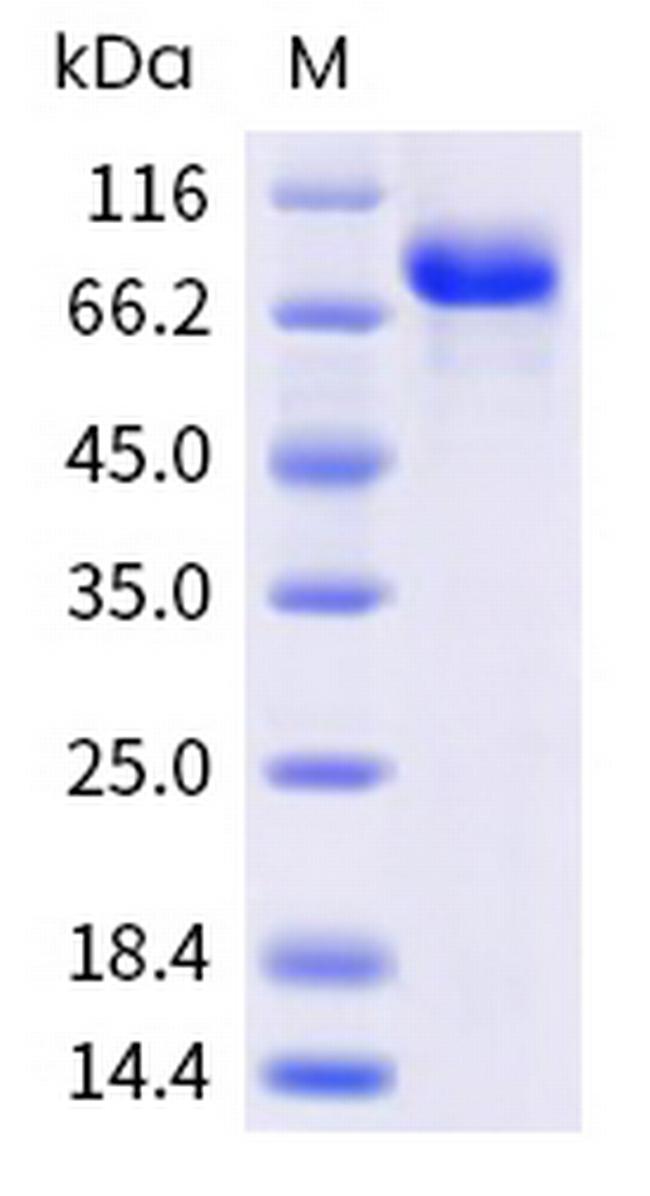 Human Nectin-2 (CD112) Fc Chimera Protein