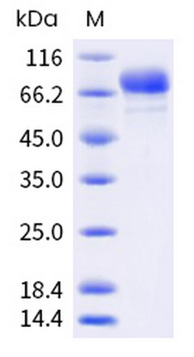 Human Siglec-3 (CD33) Fc Chimera Protein