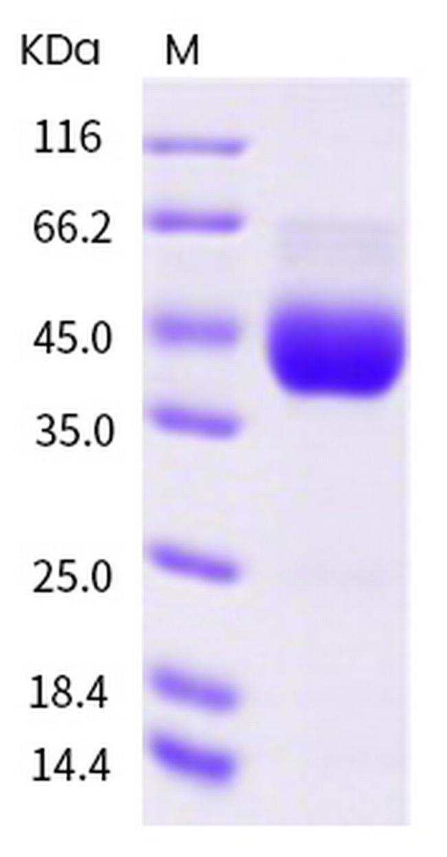 Human CD38 His-tag Protein