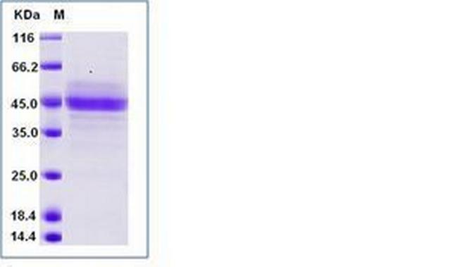 Human CD3 epsilon Fc Chimera Protein