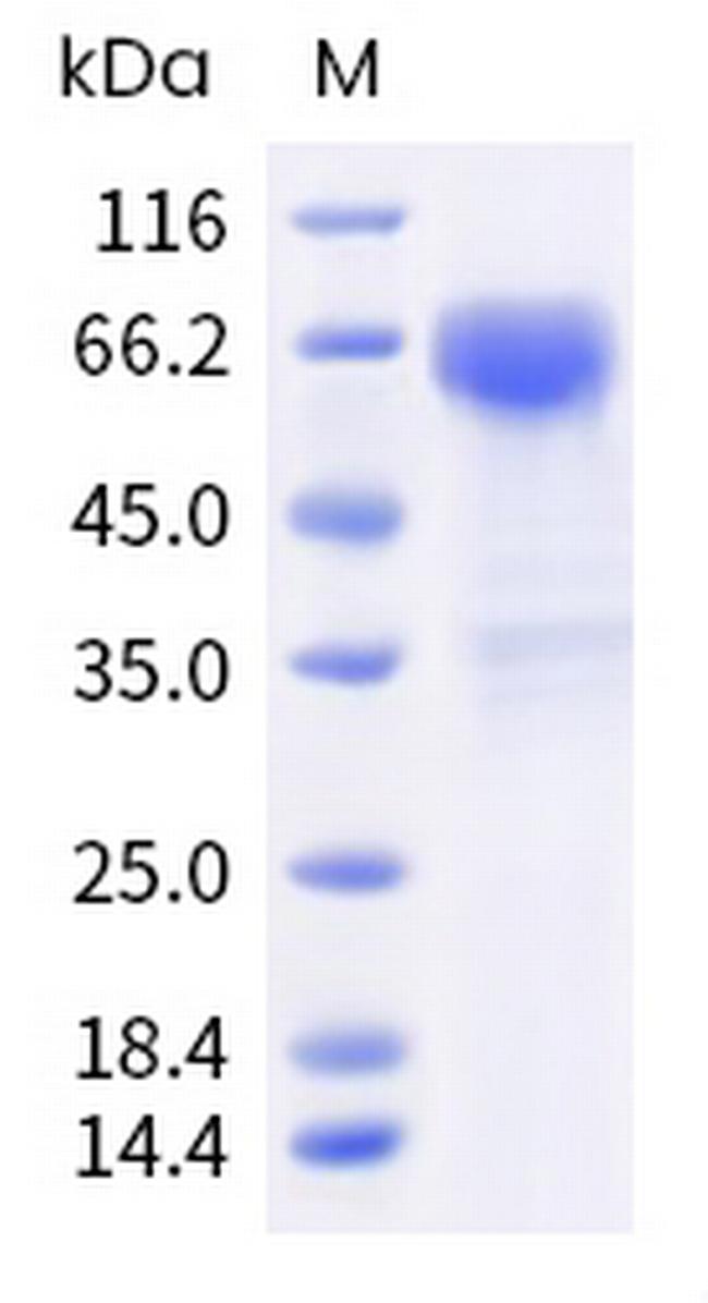 Human CRACC (SLAMF7) Fc Chimera Protein