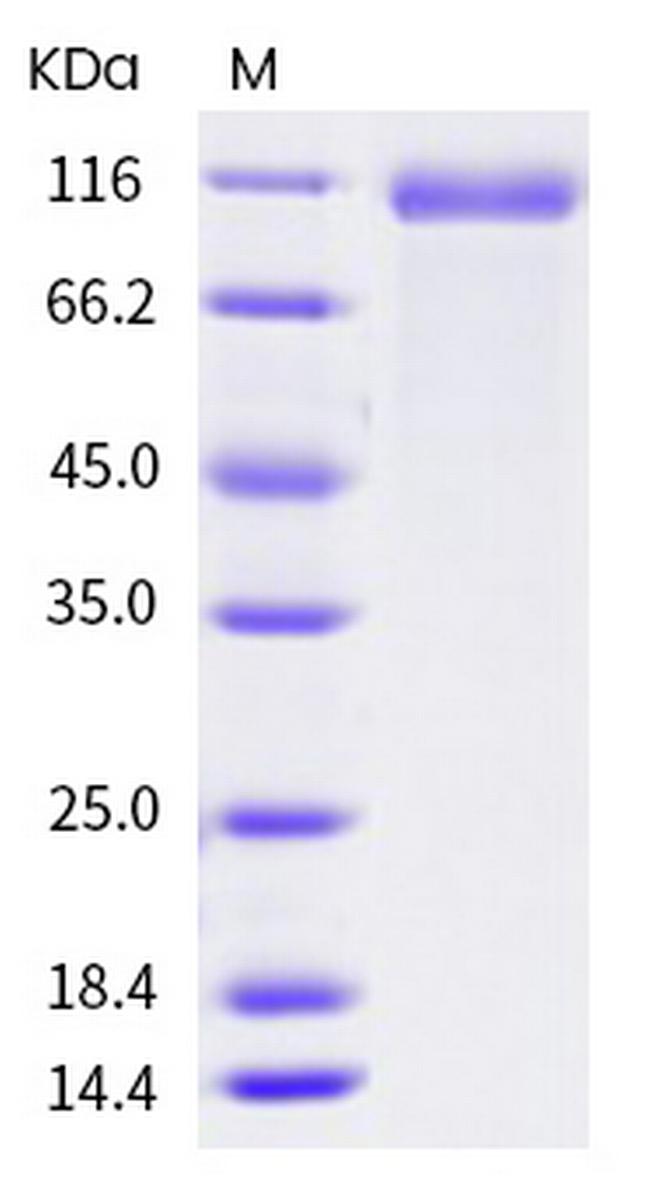 Human DLL4 Fc Chimera Protein