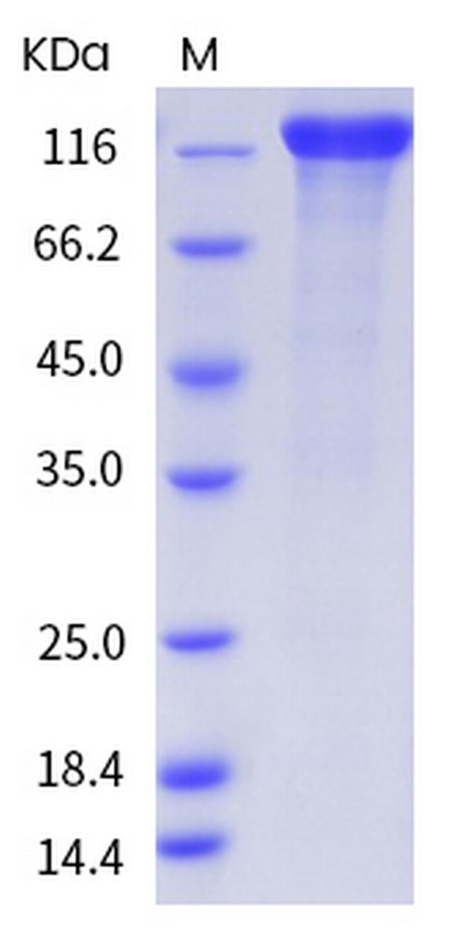 Human ErbB2 (HER-2) Fc Chimera Protein