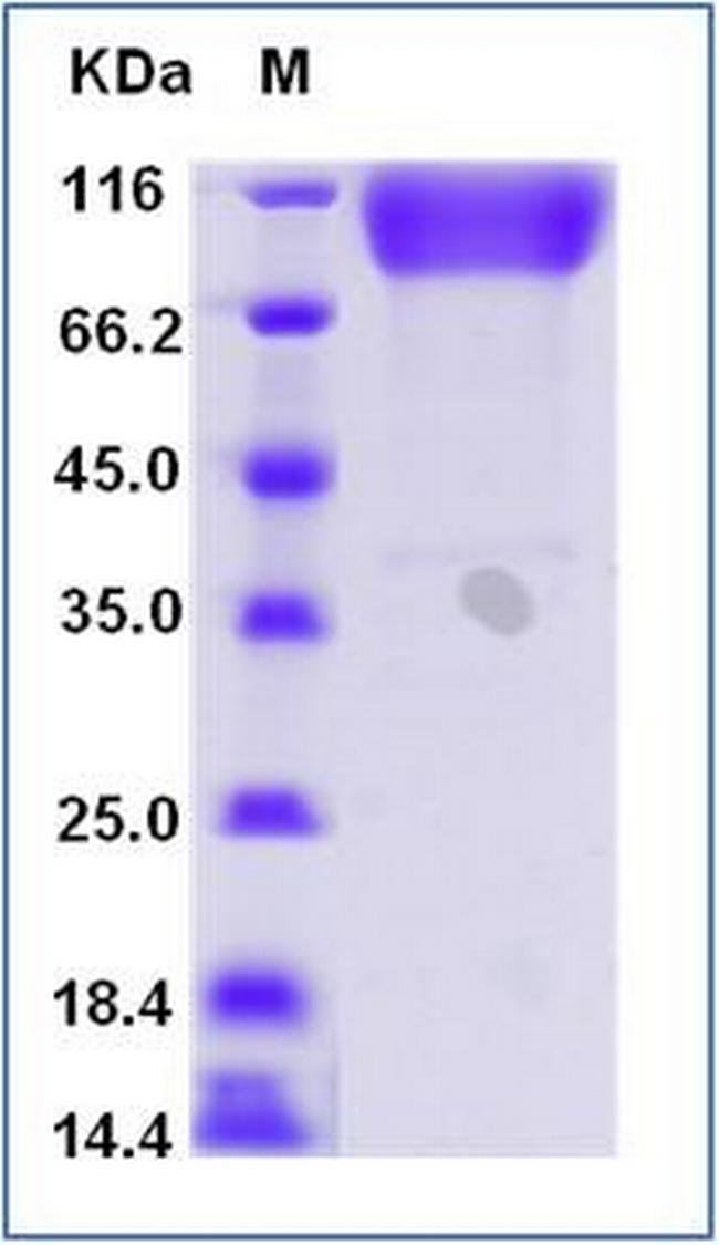 Human ICAM-1 (CD54) Fc Chimera Protein