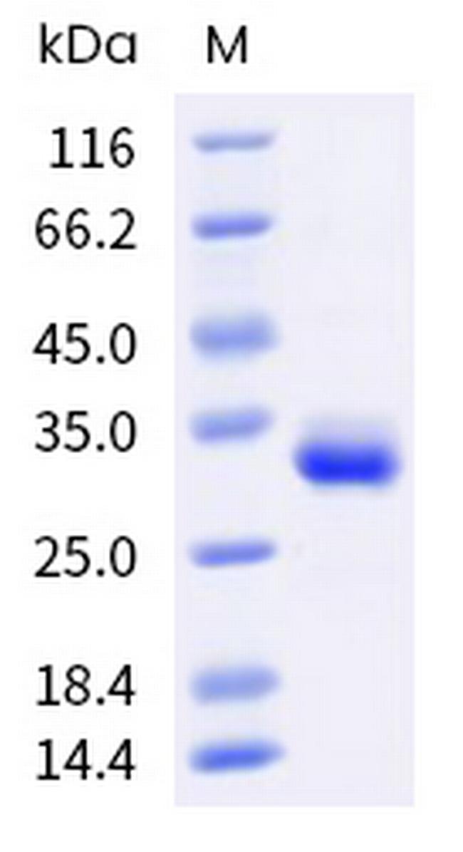 Human IgG1 Fc (103 Cys/Ser) Protein