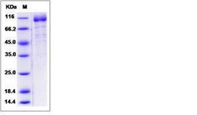 Human LILRA3 (CD85e, ILT6) Fc Chimera Protein