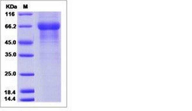 Human Kallikrein 15 Fc Chimera Protein