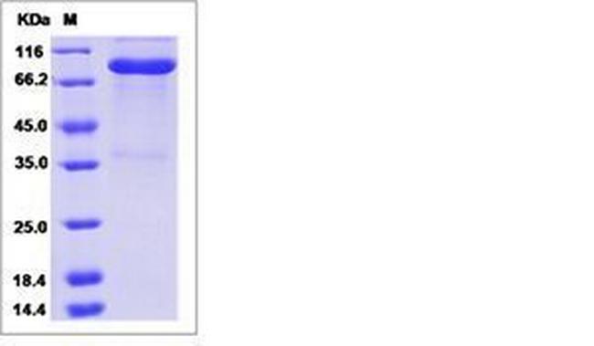 Human LAG-3 (CD223) Fc Chimera Protein