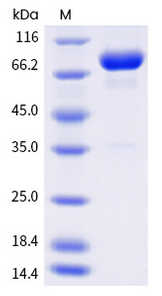 Human LAG-3 (CD223) Fc Chimera Protein