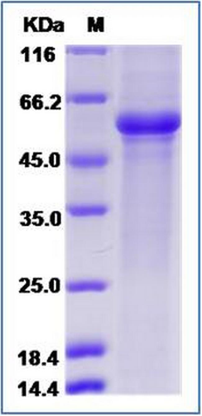 Human LAG-3 (CD223) Protein
