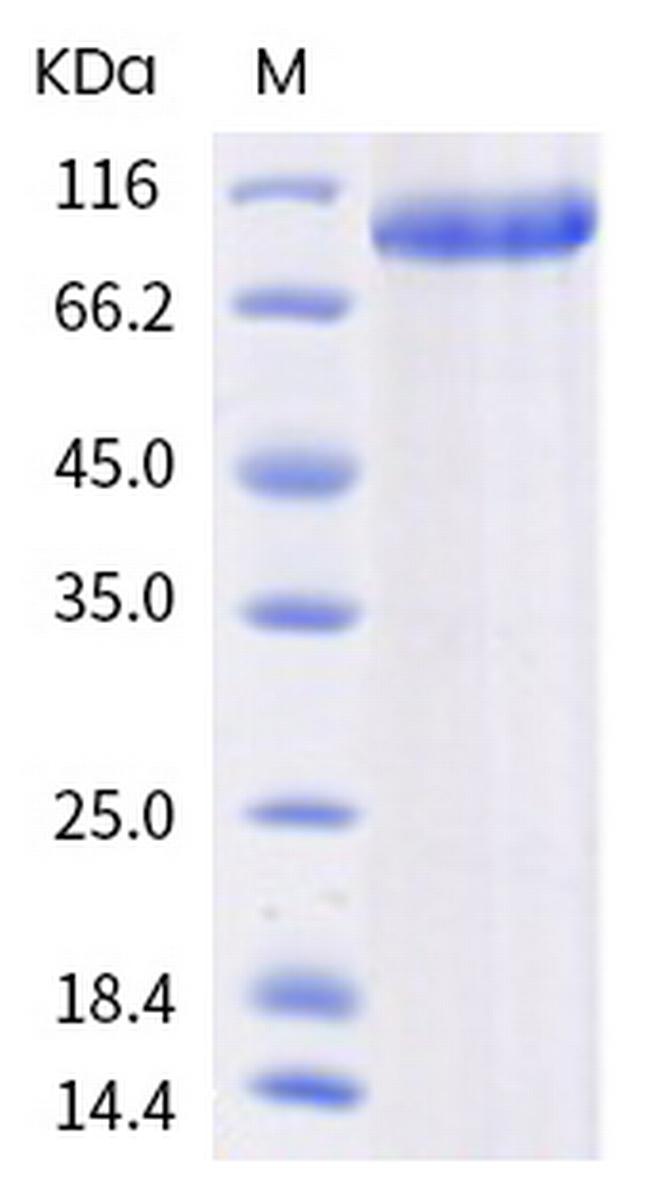 Human LILRA2 (CD85h, ILT1) Fc Chimera Protein