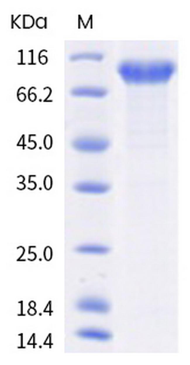 Human LILRA6 (CD85b, ILT8) Fc Chimera Protein