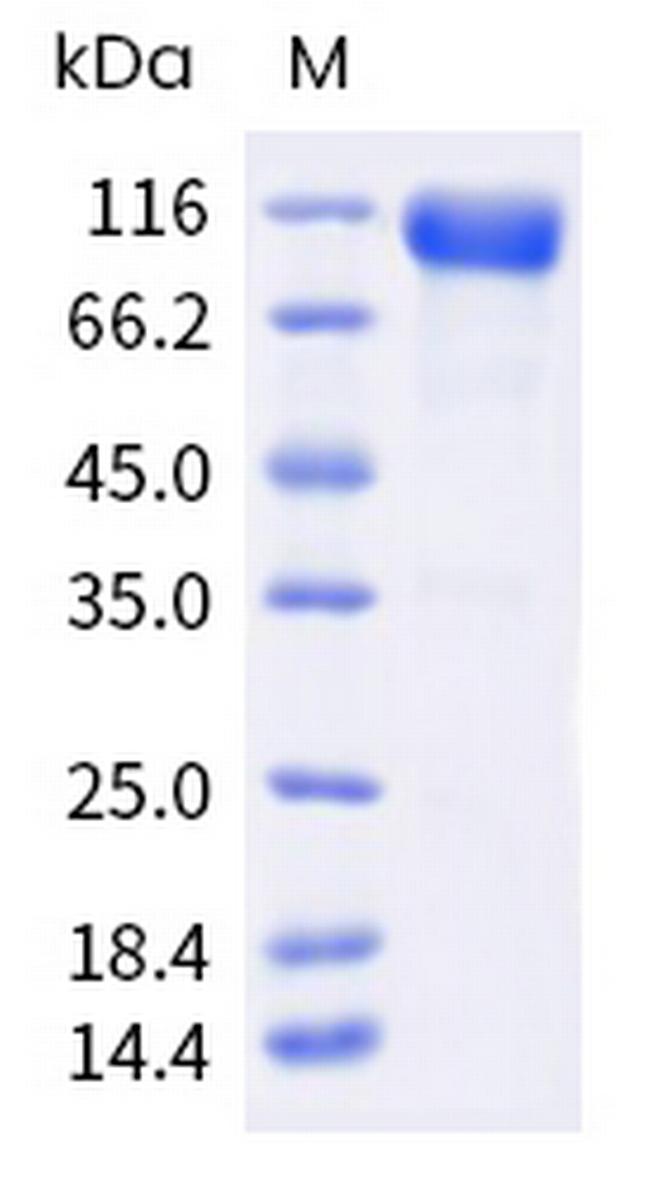 Human LILRB1 (CD85j, ILT2) Fc Chimera Protein
