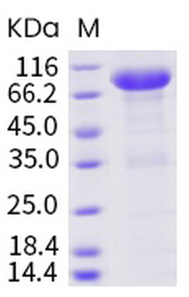 Human LILRB2 (CD85d, ILT4) Fc Chimera Protein