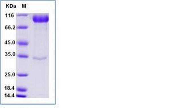 Human LILRB3 (CD85a, ILT5) Fc Chimera Protein