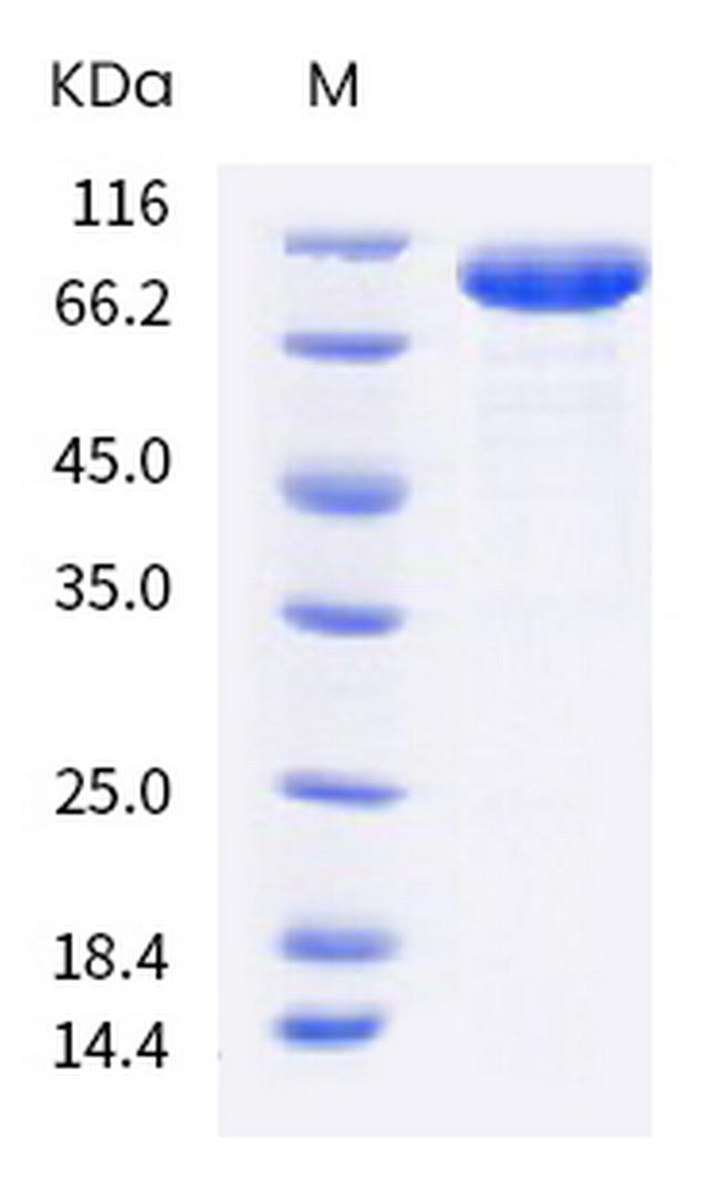 Human LILRB5 (CD85c, LIR-8) Fc Chimera Protein