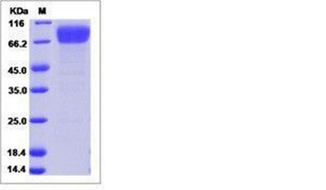Human B7-H6 Fc Chimera Protein