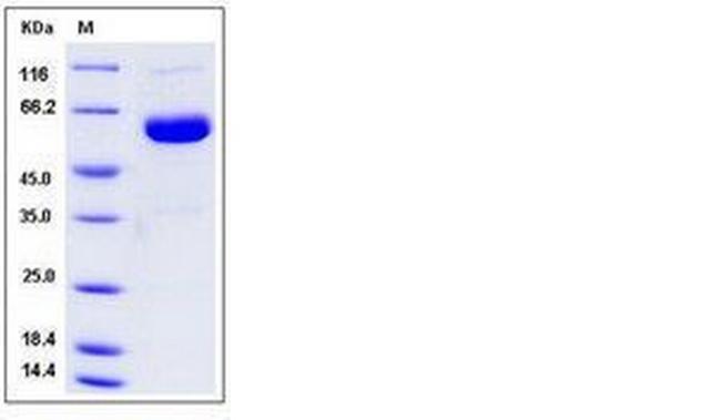 Human ULBP-2 Fc Chimera Protein