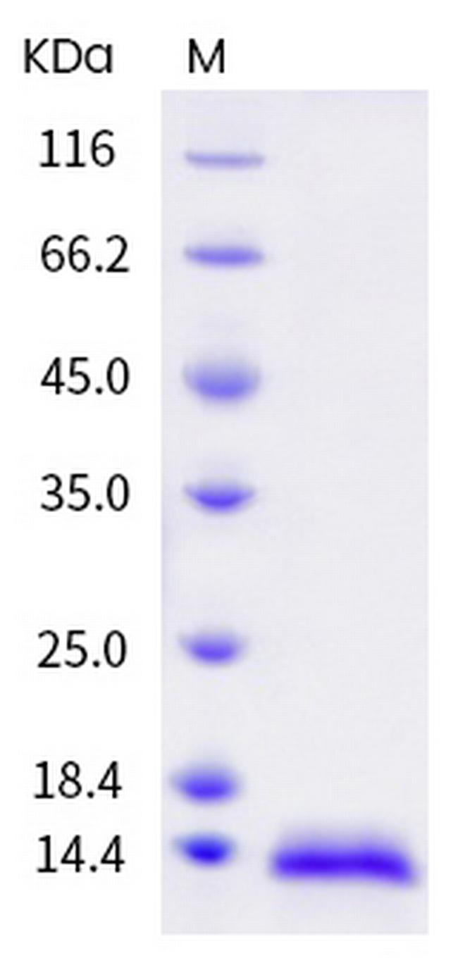 Human NGF Protein