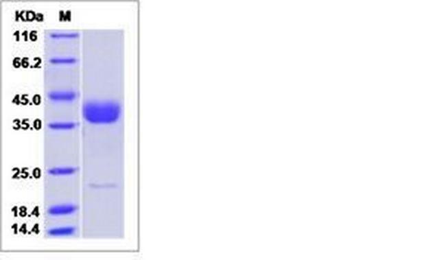 Mouse Siglec-3 (CD33) Protein