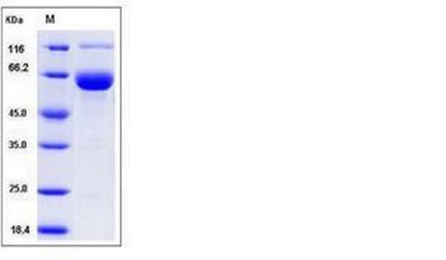 Mouse Siglec-3 (CD33) Fc Chimera Protein