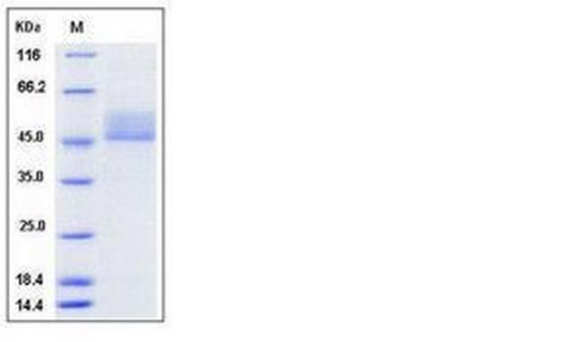 Mouse CD3 epsilon Heterodimer Protein