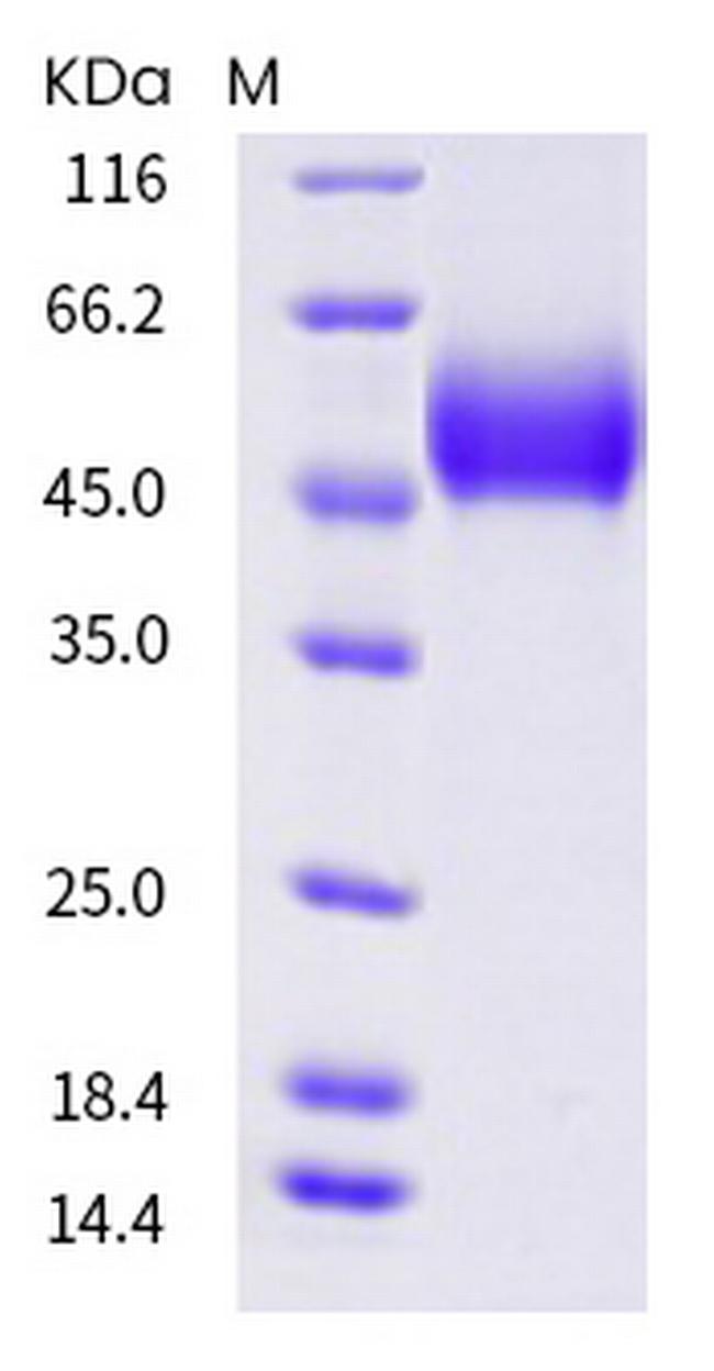 Mouse CD4 His-tag Protein