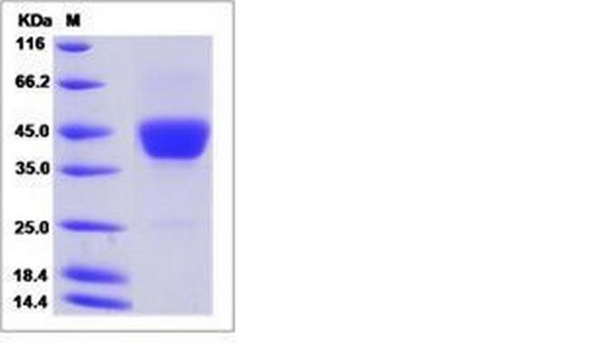 Mouse CD52 Fc Chimera Protein