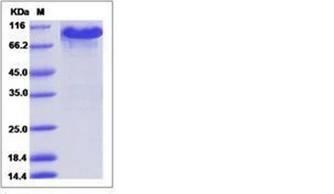 Mouse EphA3 Fc Chimera Protein