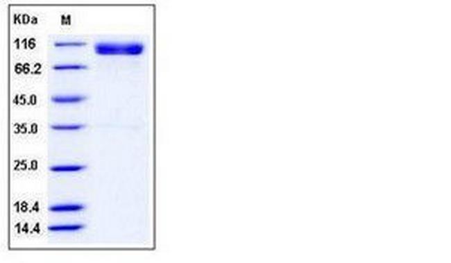 Mouse EphA4 Fc Chimera Protein