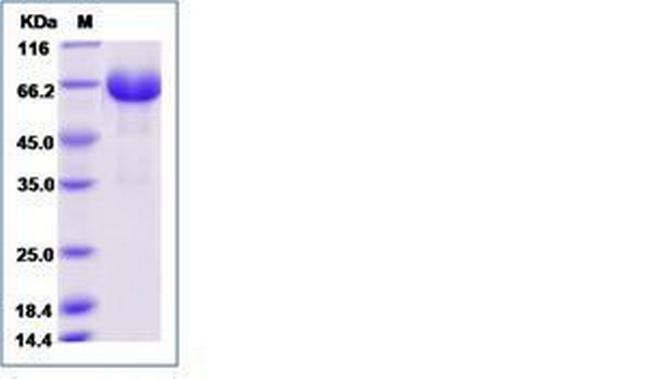 Mouse LILRB4 (CD85k, ILT3) Fc Chimera Protein