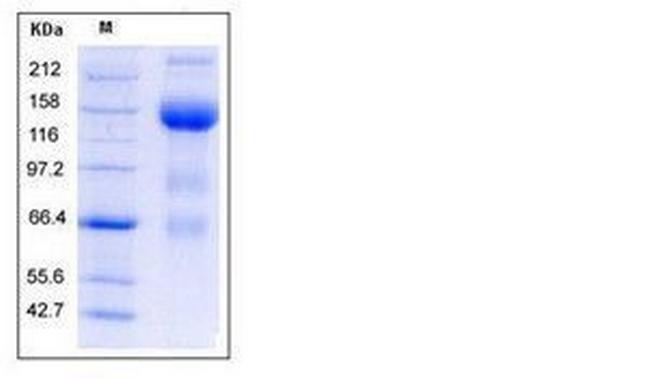 Mouse VEGFR3 (Flt-4) Fc Chimera Protein