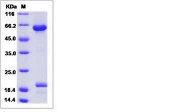 Rat B7-H6 Fc Chimera Protein