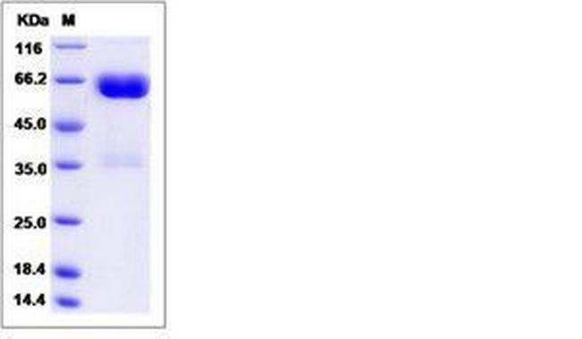 Rat LILRA5 (CD85f, LIR-9) Fc Chimera Protein