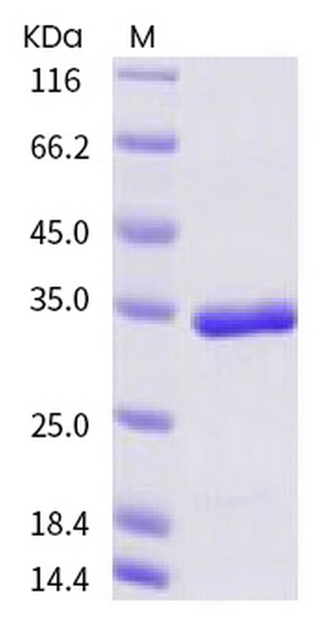 SARS-COV-2 3CL Protease His-Avi Tag Protein