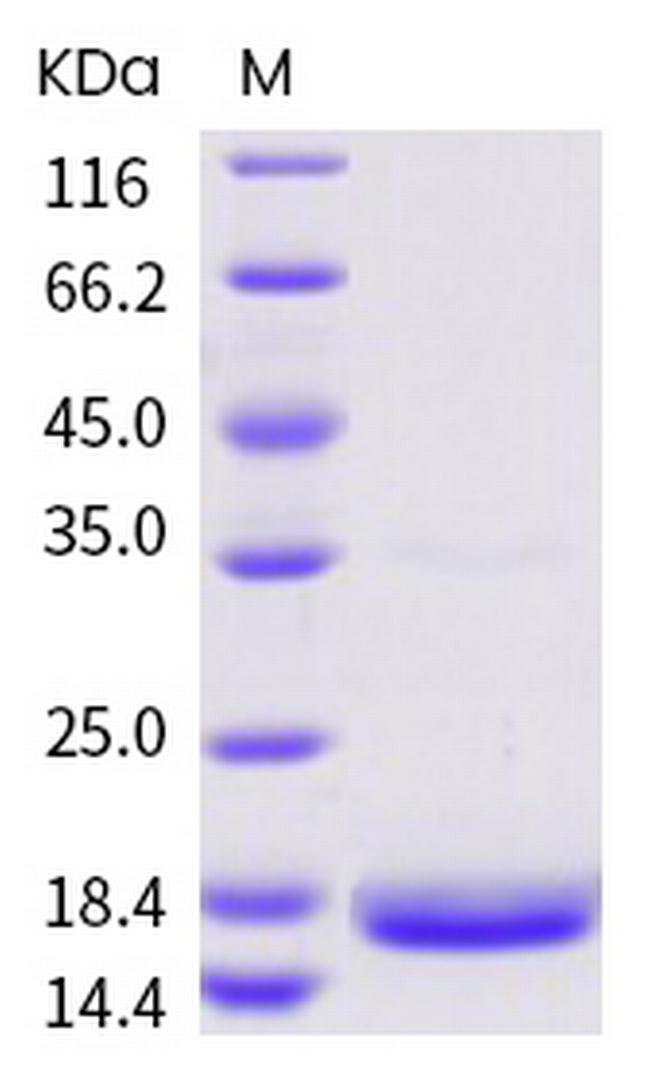 SARS-CoV-2 NSP10 Protein