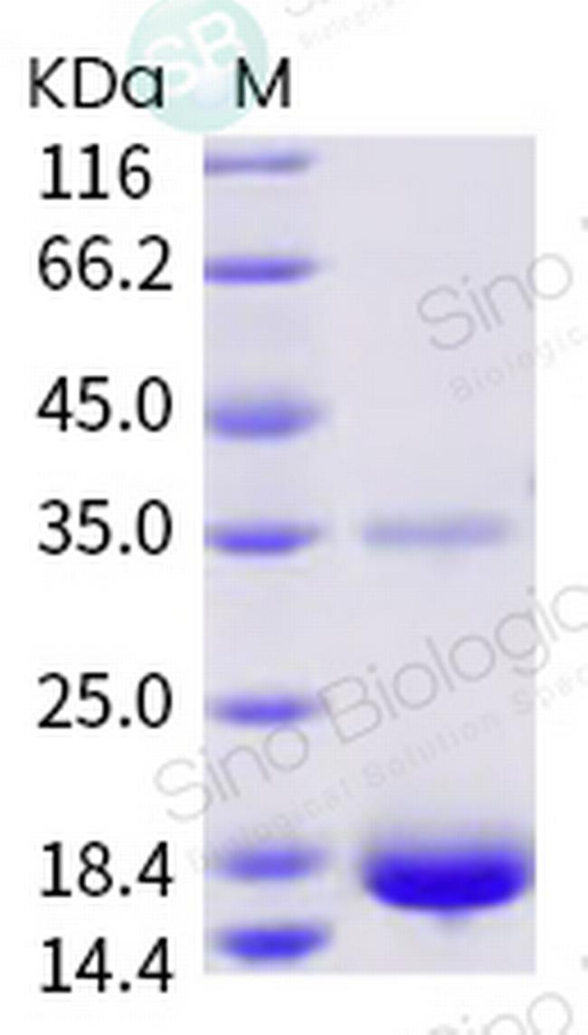 SARS-CoV-2 NSP9 His-Avi Tag Protein