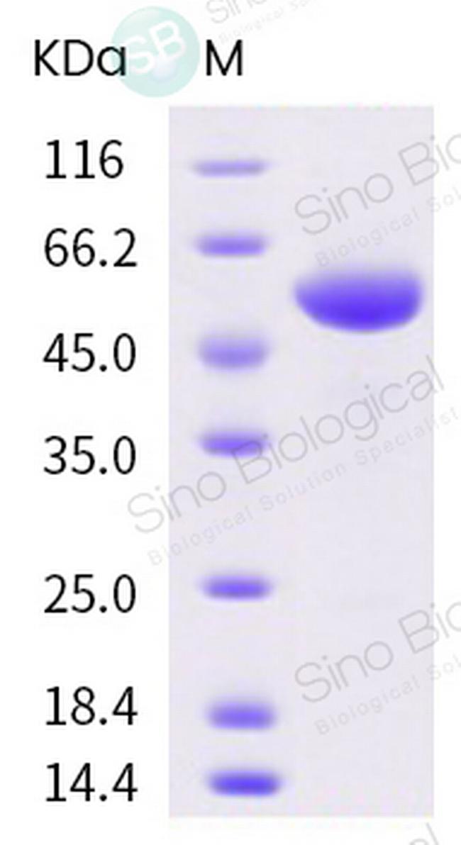 SARS-CoV-2 Spike Protein (RBD) Fc Chimera Protein