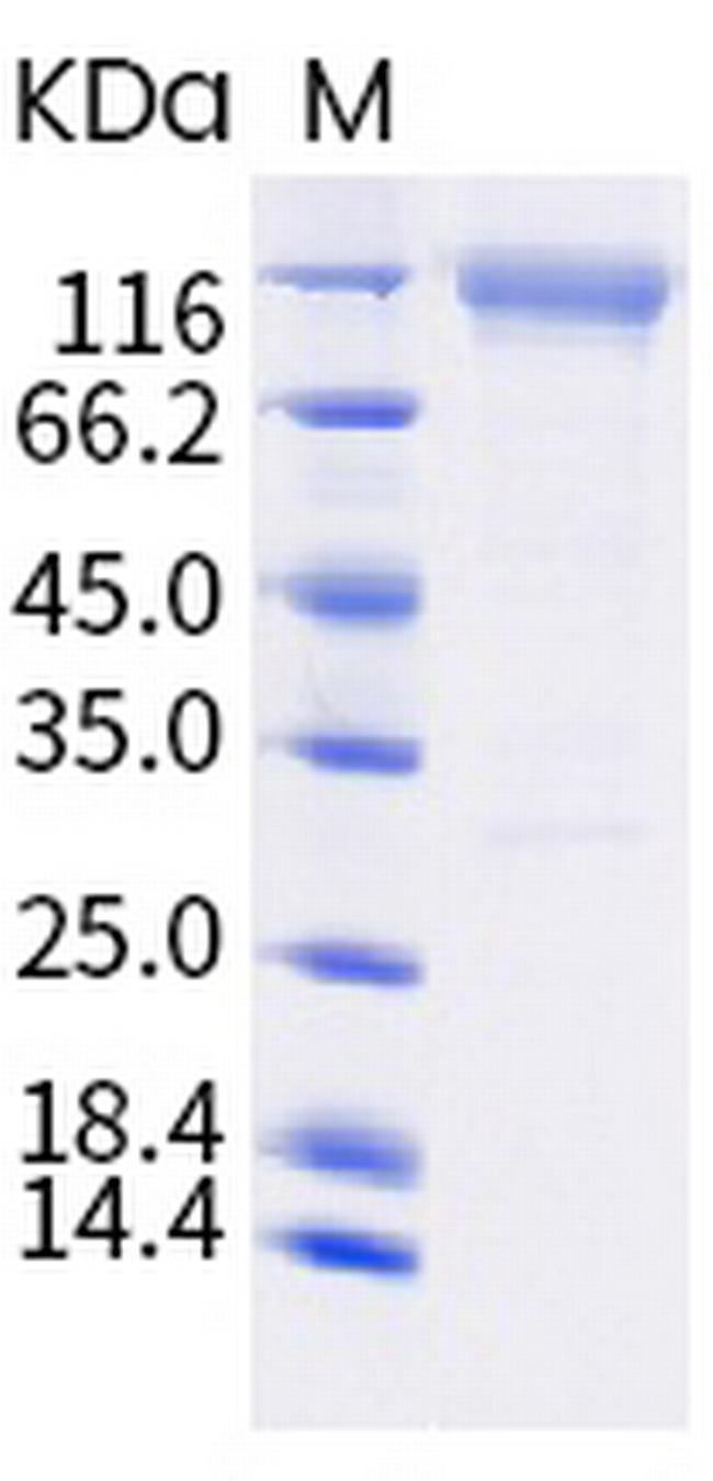 SARS-CoV-2 Spike Protein S2 (E780Q) Fc Chimera Protein