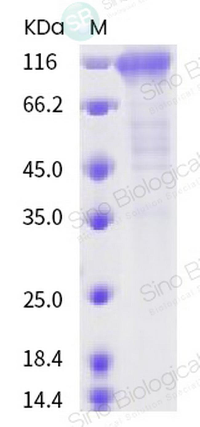 SARS-CoV-2 Spike Protein S2 Fc Chimera Protein
