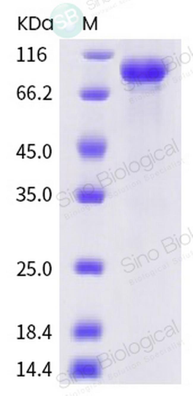 SARS-CoV-2 Spike Protein S2 Fc Chimera Protein
