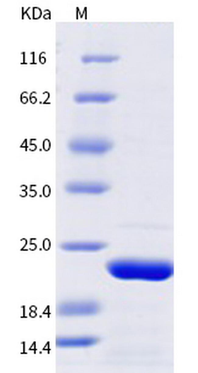 SARS-CoV-2 NSP8 Protein