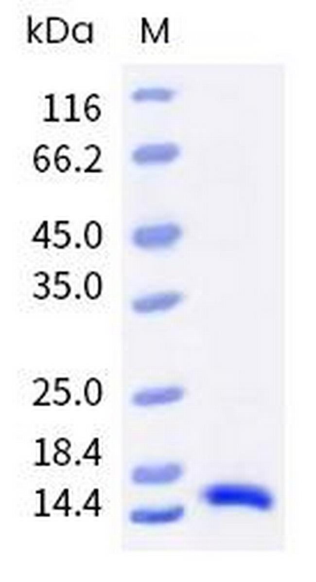 Monkeypox Virus A35R His-tag Protein