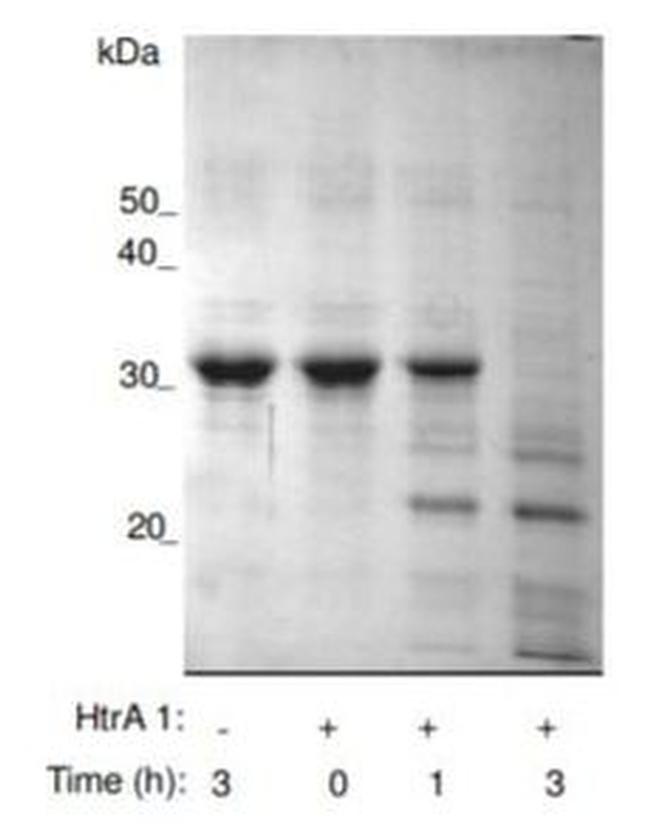 Human HTRA1 Protein