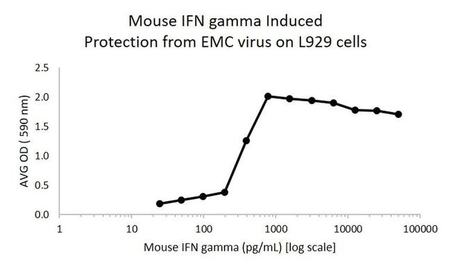 Mouse IFN-gamma Protein