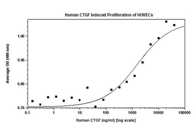 CTGF Protein