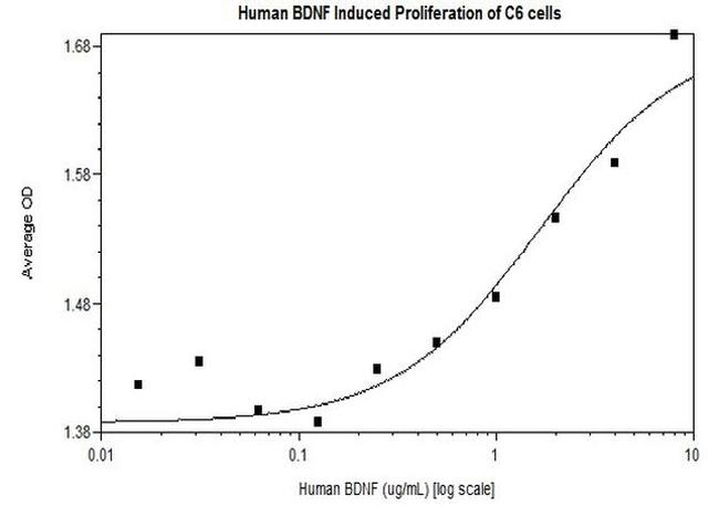 Human BDNF Protein