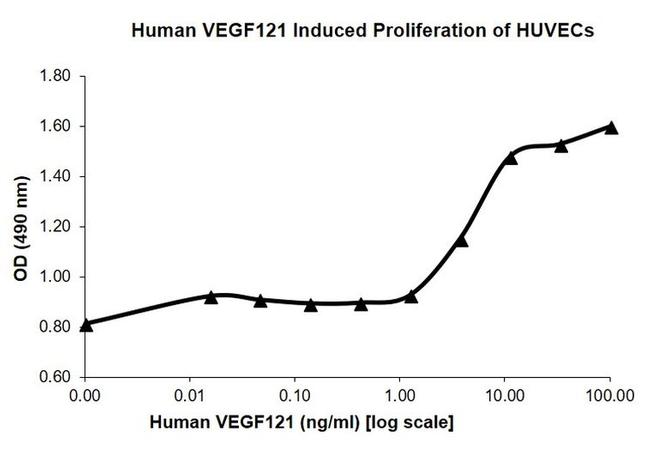 Human VEGF-121 Protein