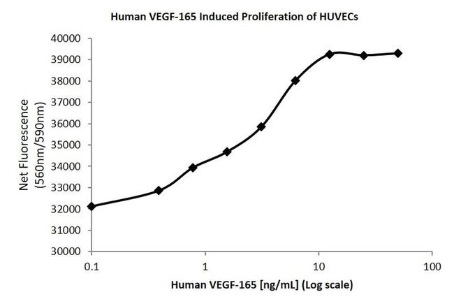 Human VEGF-165 Protein