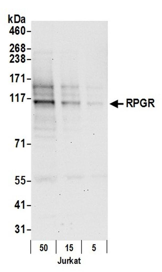 RPGR Antibody in Western Blot (WB)